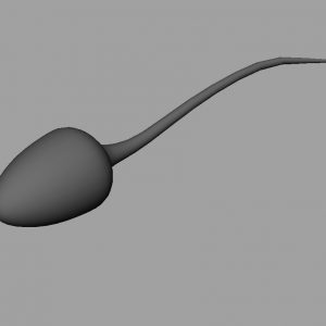 sperm-3d-model-4