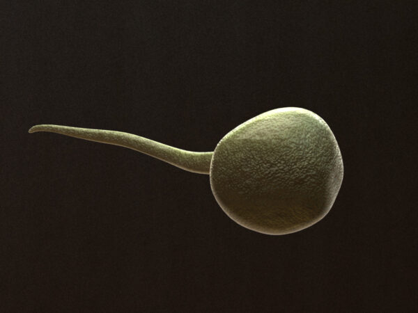 sperm-3d-model-cell-1