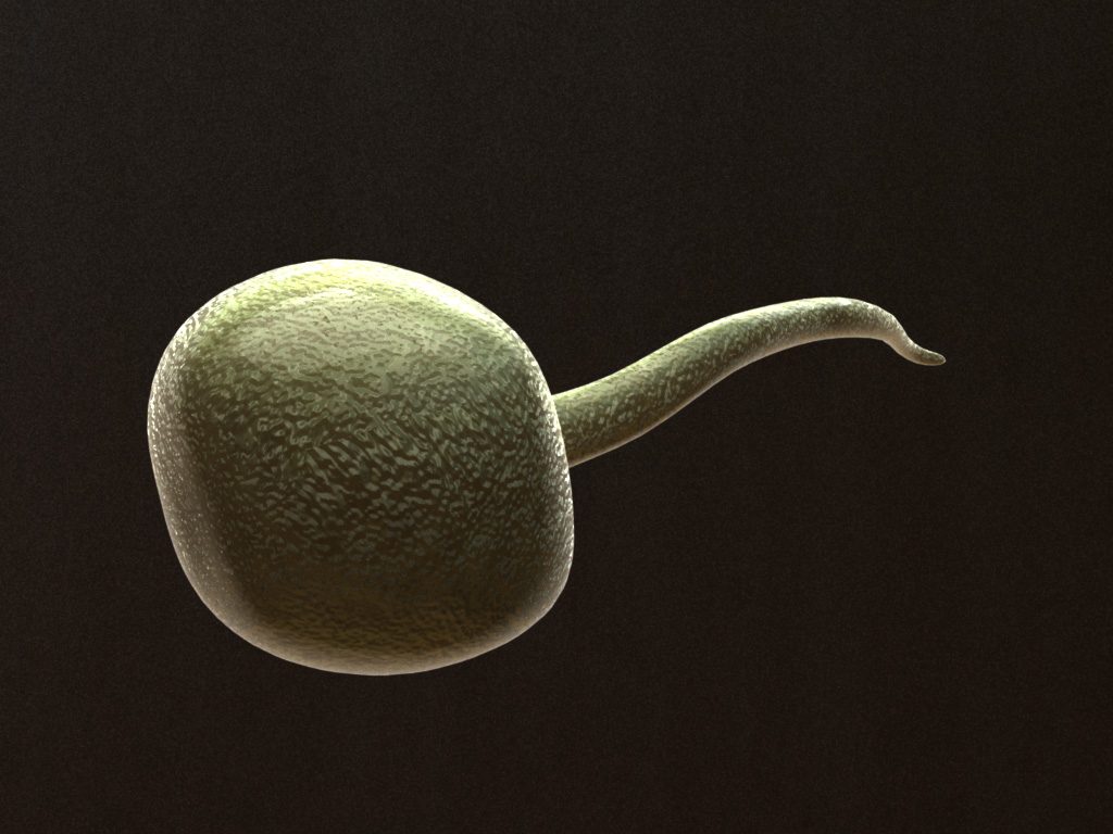 sperm-3d-model-cell-2