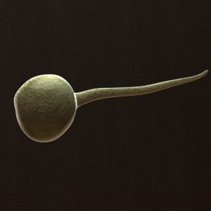 sperm-3d-model-cell-3