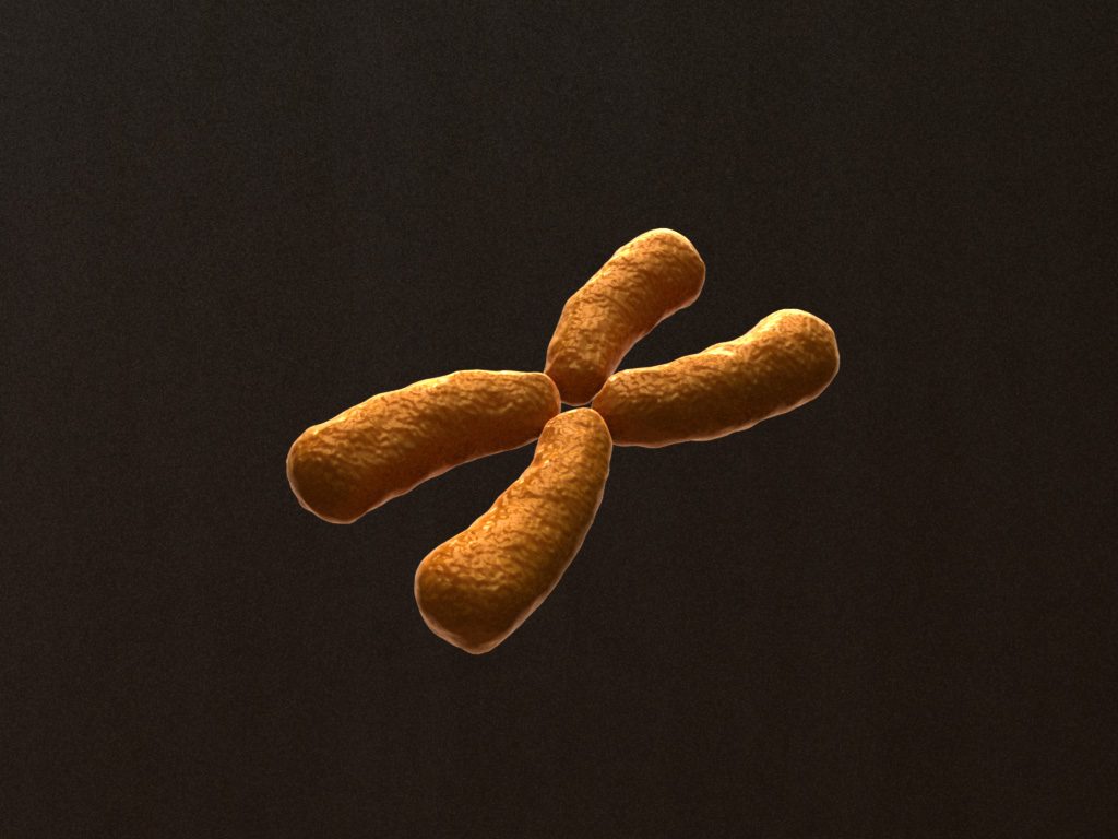 x-chromosome-3d-model-1