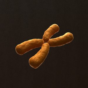 x-chromosome-3d-model-1