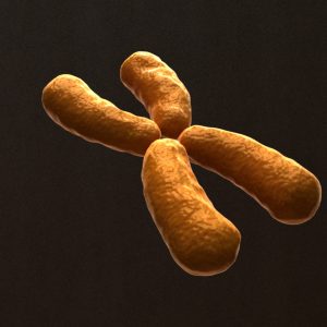 x-chromosome-3d-model-2