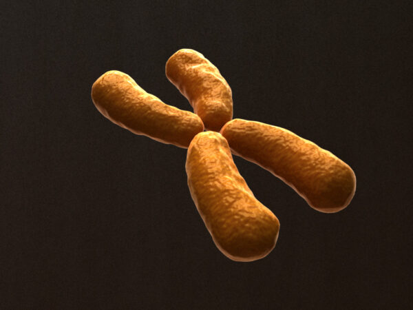 x-chromosome-3d-model-2