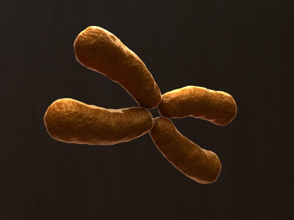 x-chromosome-3d-model-3