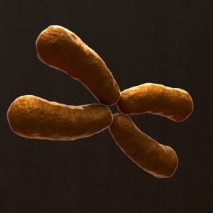 x-chromosome-3d-model-3