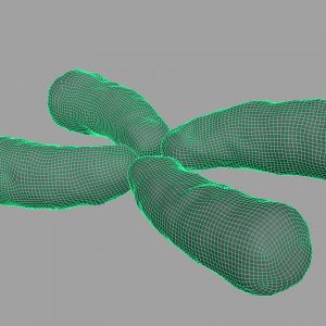 x-chromosome-3d-model-4
