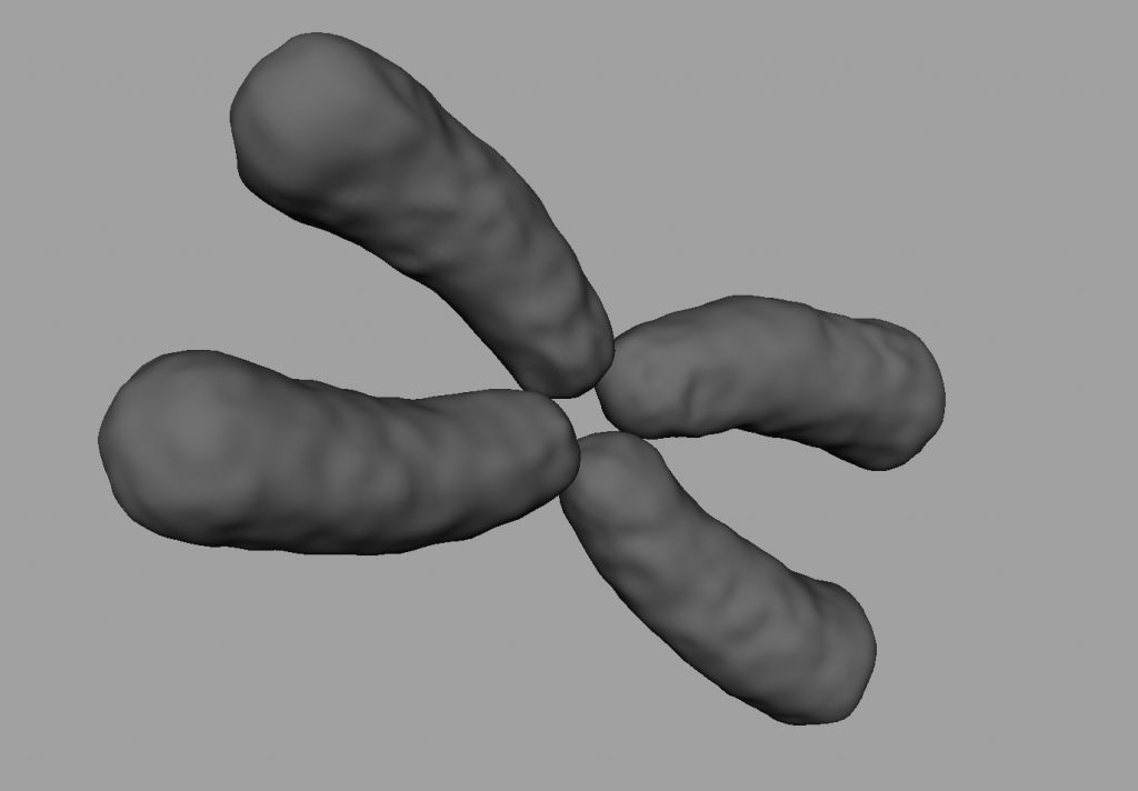 x-chromosome-3d-model-5