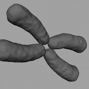 x-chromosome-3d-model-5