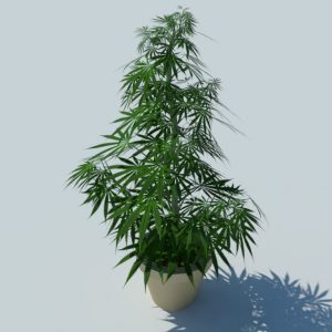 cannabis-3d-model-sativa-1