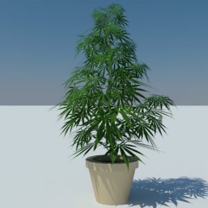  Cannabis  Sativa 3D  Model  3D  Models  World