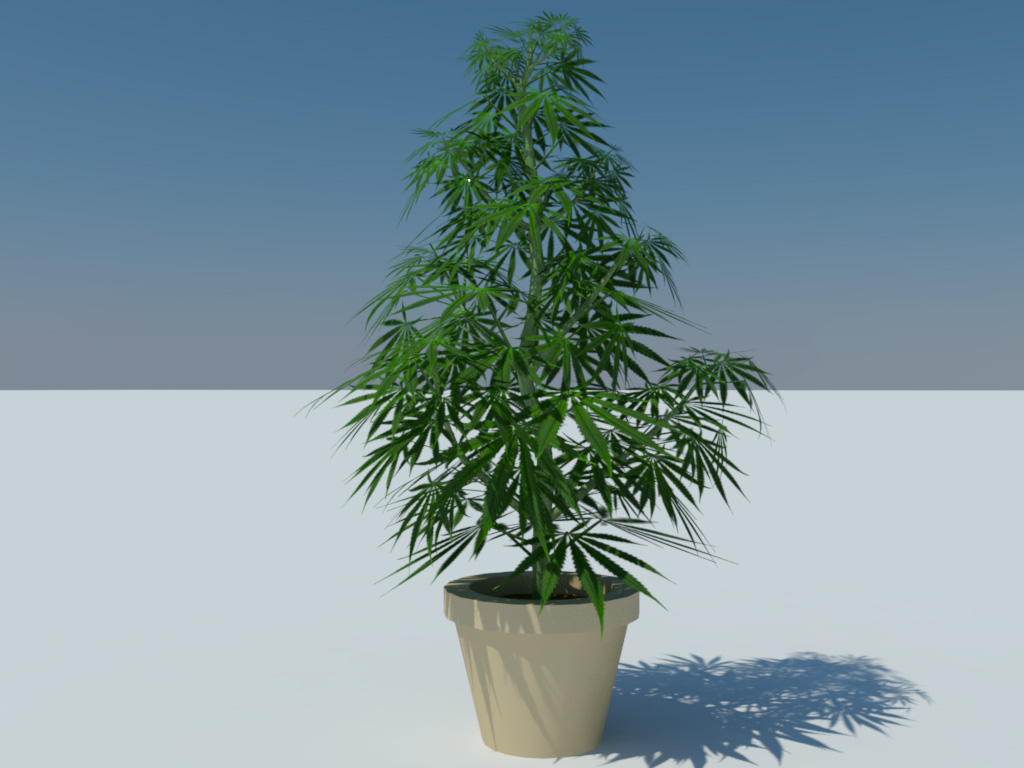 Cannabis Sativa 3D  Model  3D  Models  World