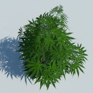 cannabis-3d-model-sativa-3
