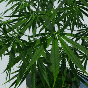 cannabis-3d-model-sativa-4