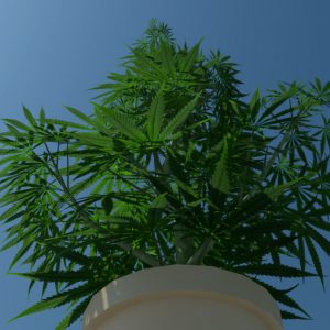cannabis-3d-model-sativa-5