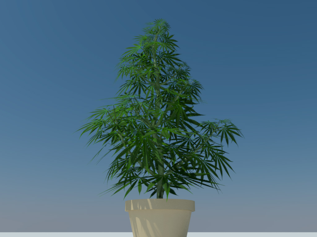 cannabis-3d-model-sativa-6