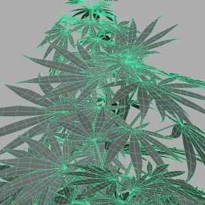 cannabis-3d-model-sativa-9