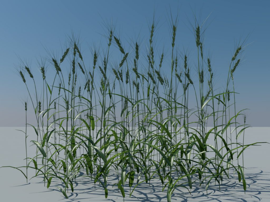 wheat-3d-model-durum-1