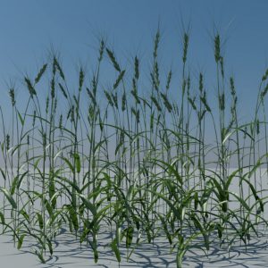 wheat-3d-model-durum-1