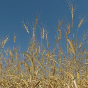 wheat-3d-model-durum-10