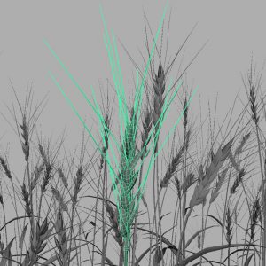 wheat-3d-model-durum-11