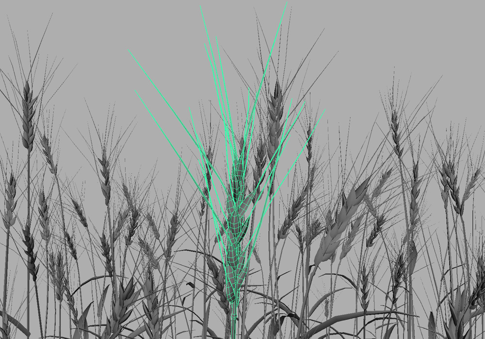 wheat-3d-model-durum-11