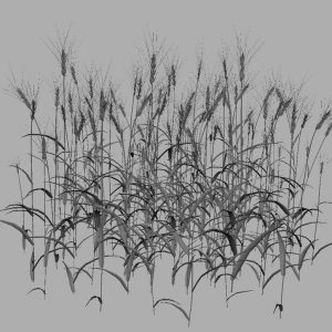 wheat-3d-model-durum-12
