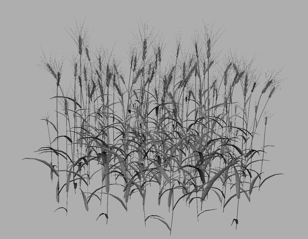 wheat-3d-model-durum-12