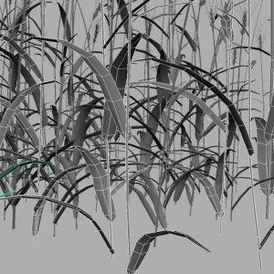 wheat-3d-model-durum-13