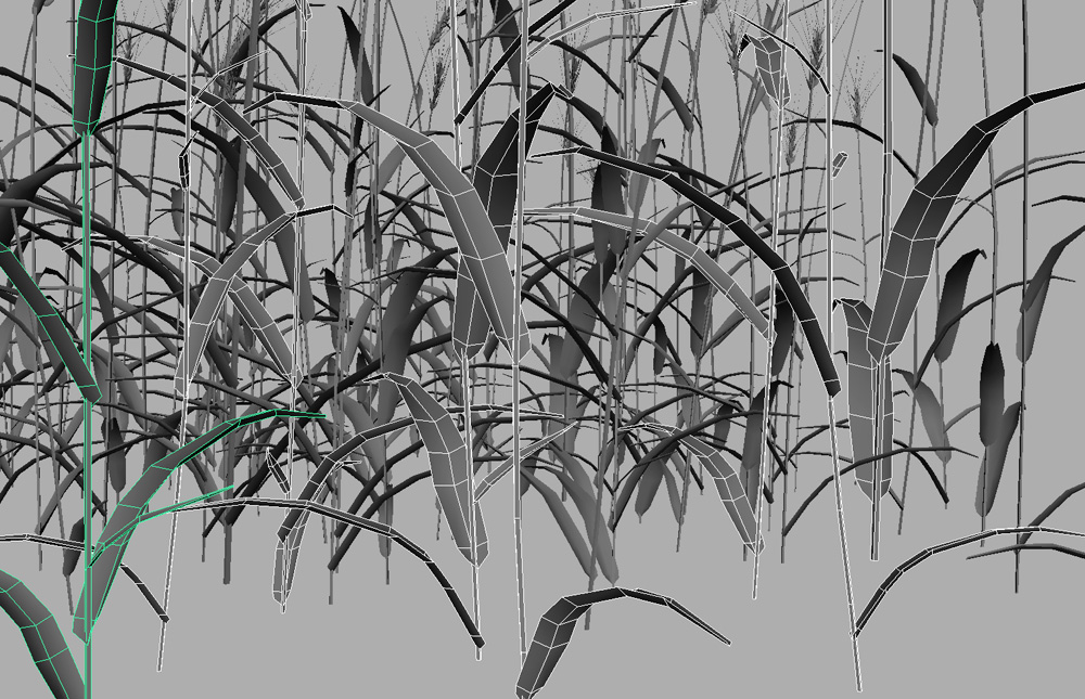 wheat-3d-model-durum-13
