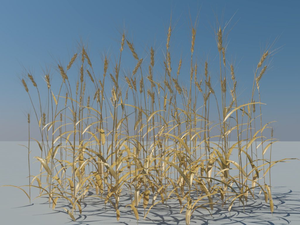 wheat-3d-model-durum-2