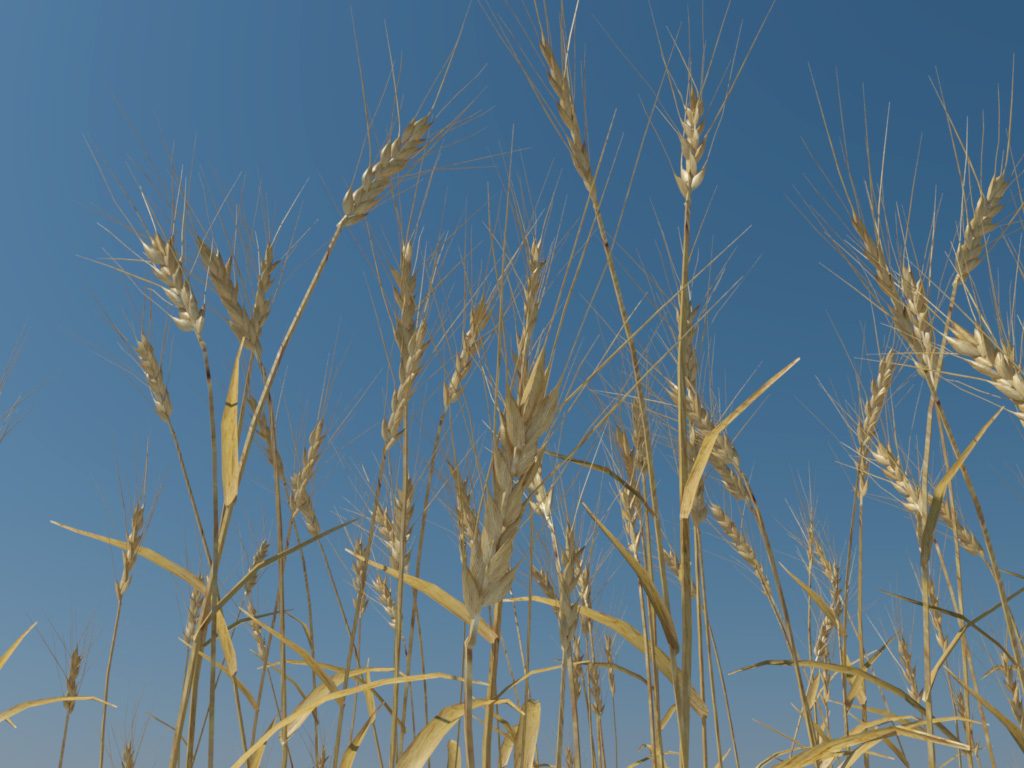 wheat-3d-model-durum-3