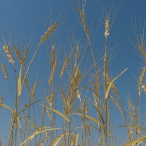 wheat-3d-model-durum-3