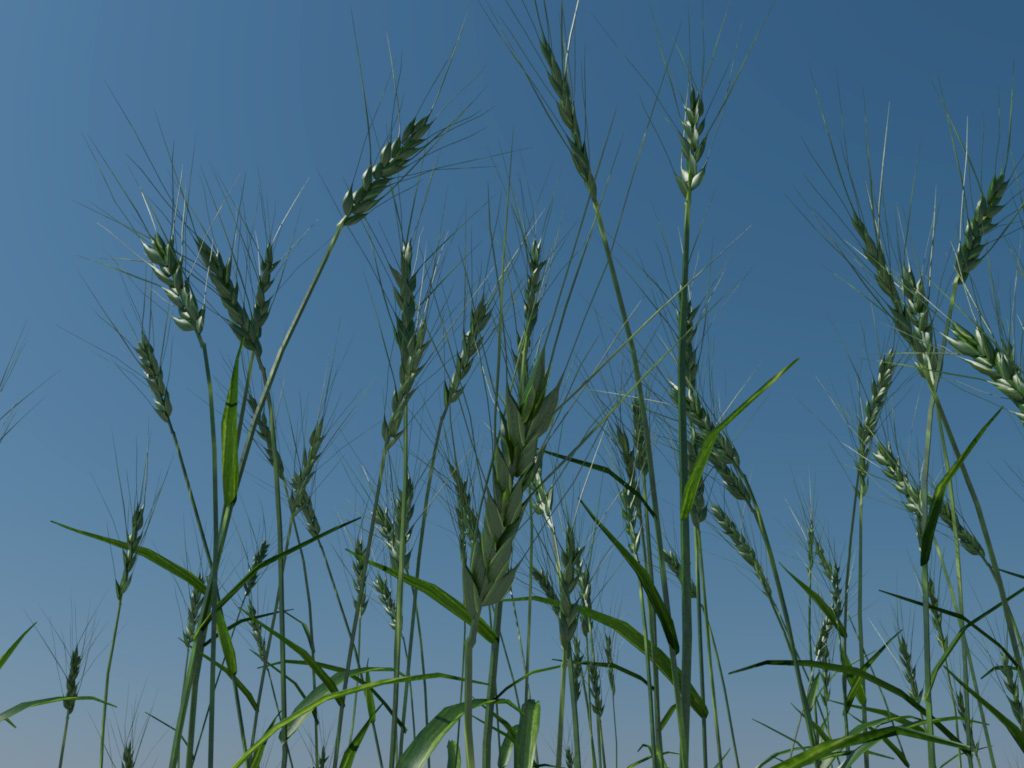 wheat-3d-model-durum-4