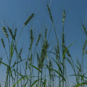 wheat-3d-model-durum-4