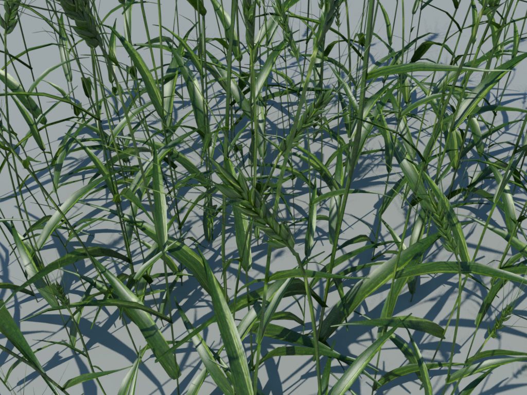 wheat-3d-model-durum-5