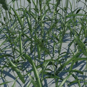 wheat-3d-model-durum-5