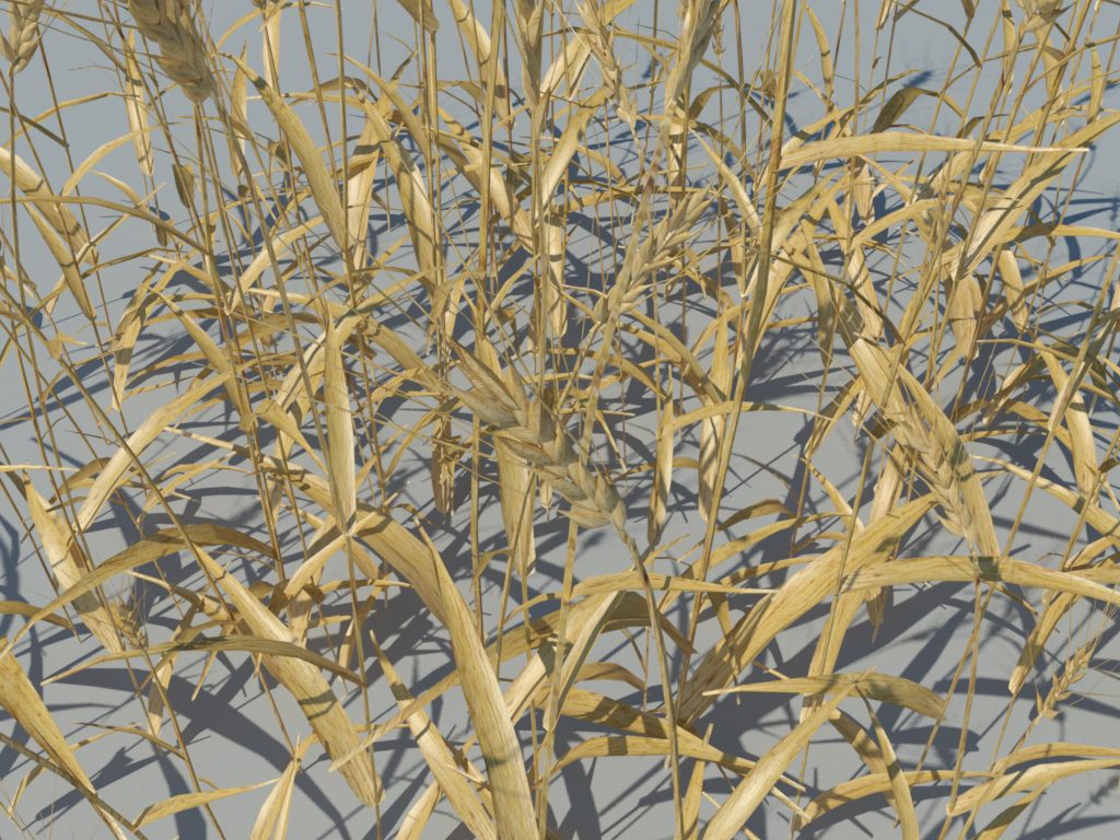 wheat-3d-model-durum-6