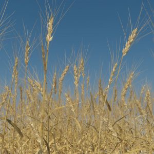 wheat-3d-model-durum-7