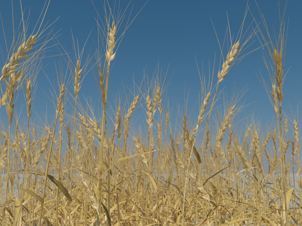 wheat-3d-model-durum-7