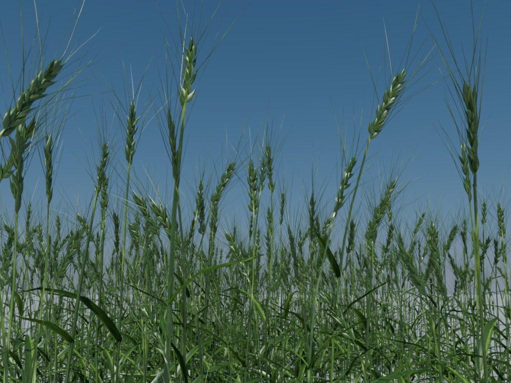 wheat-3d-model-durum-8