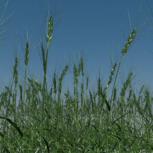 wheat-3d-model-durum-8