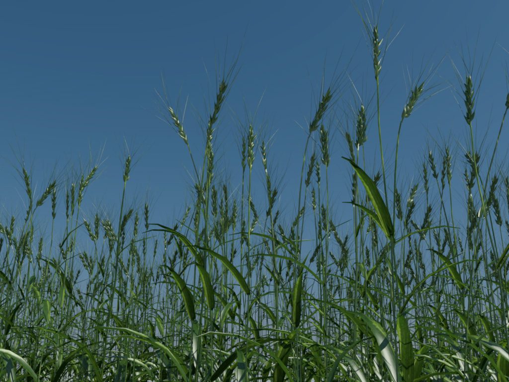 wheat-3d-model-durum-9