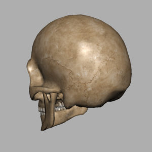 angry-skull-3d-model-10