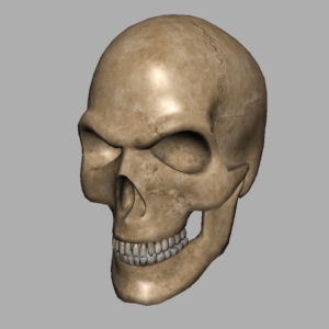 angry-skull-3d-model-12