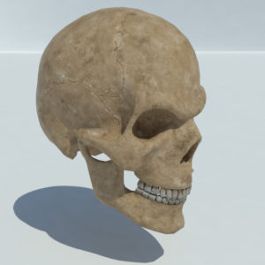 angry-skull-3d-model-2