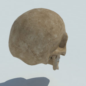 angry-skull-3d-model-3