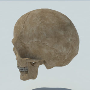 angry-skull-3d-model-4