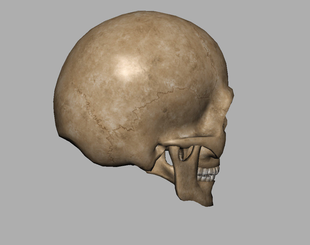 angry-skull-3d-model-8