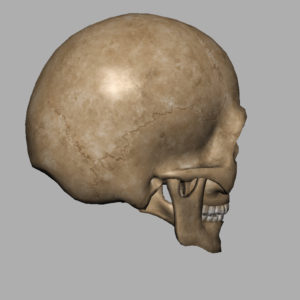 angry-skull-3d-model-8